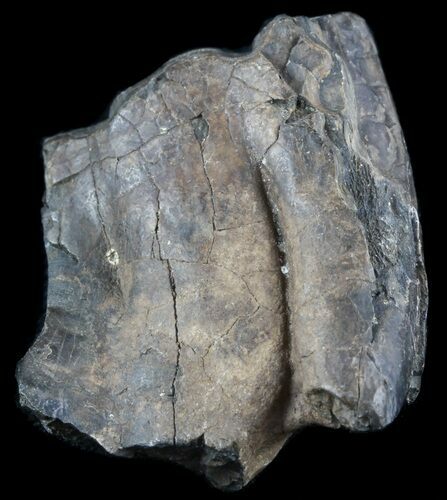 Pleistocene Aged Fossil Horse Tooth - Florida #50435